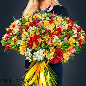 Альстромерии 101 шт Альстромерии 101 шт